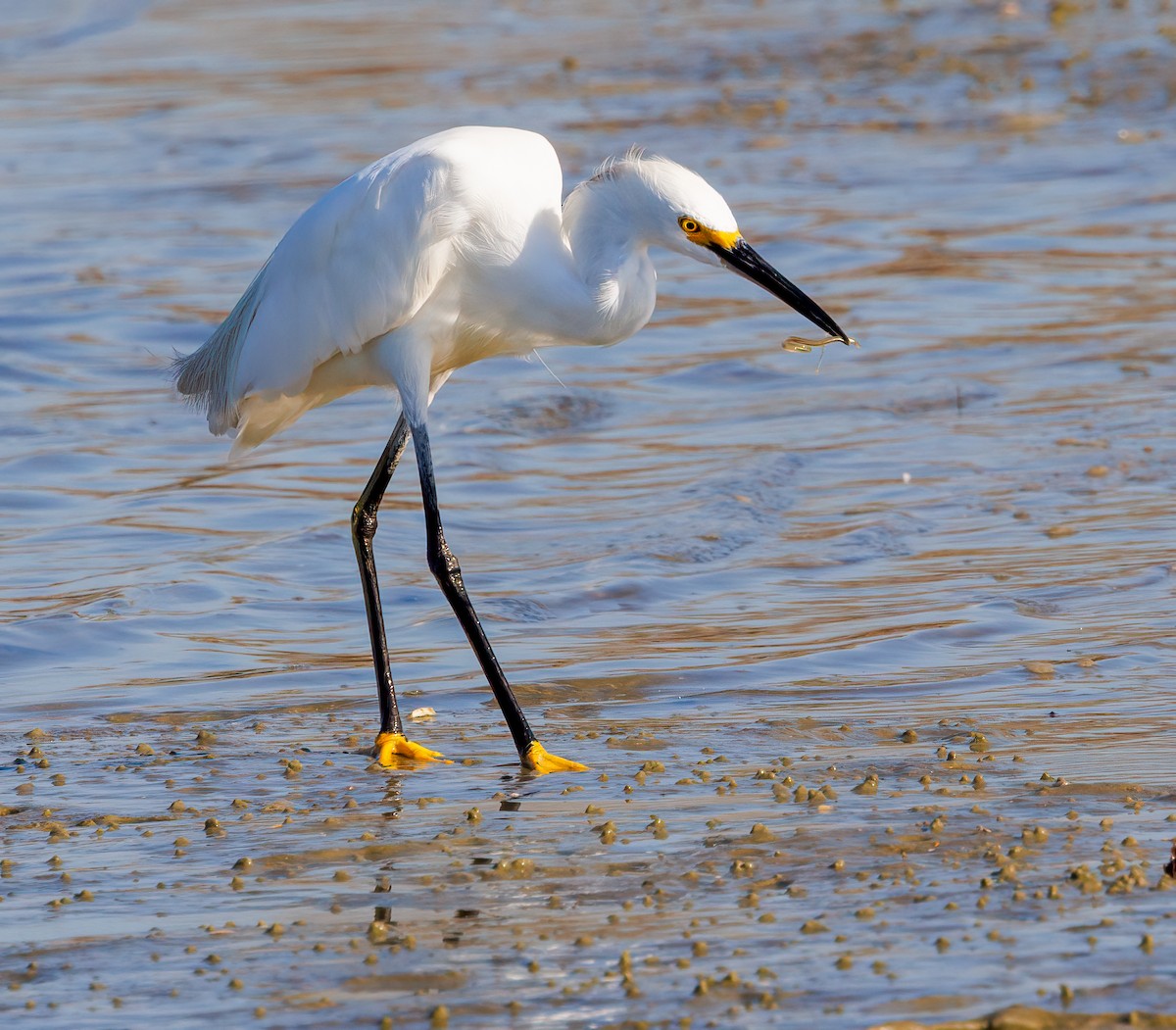 Snowy Egret - ML639873854