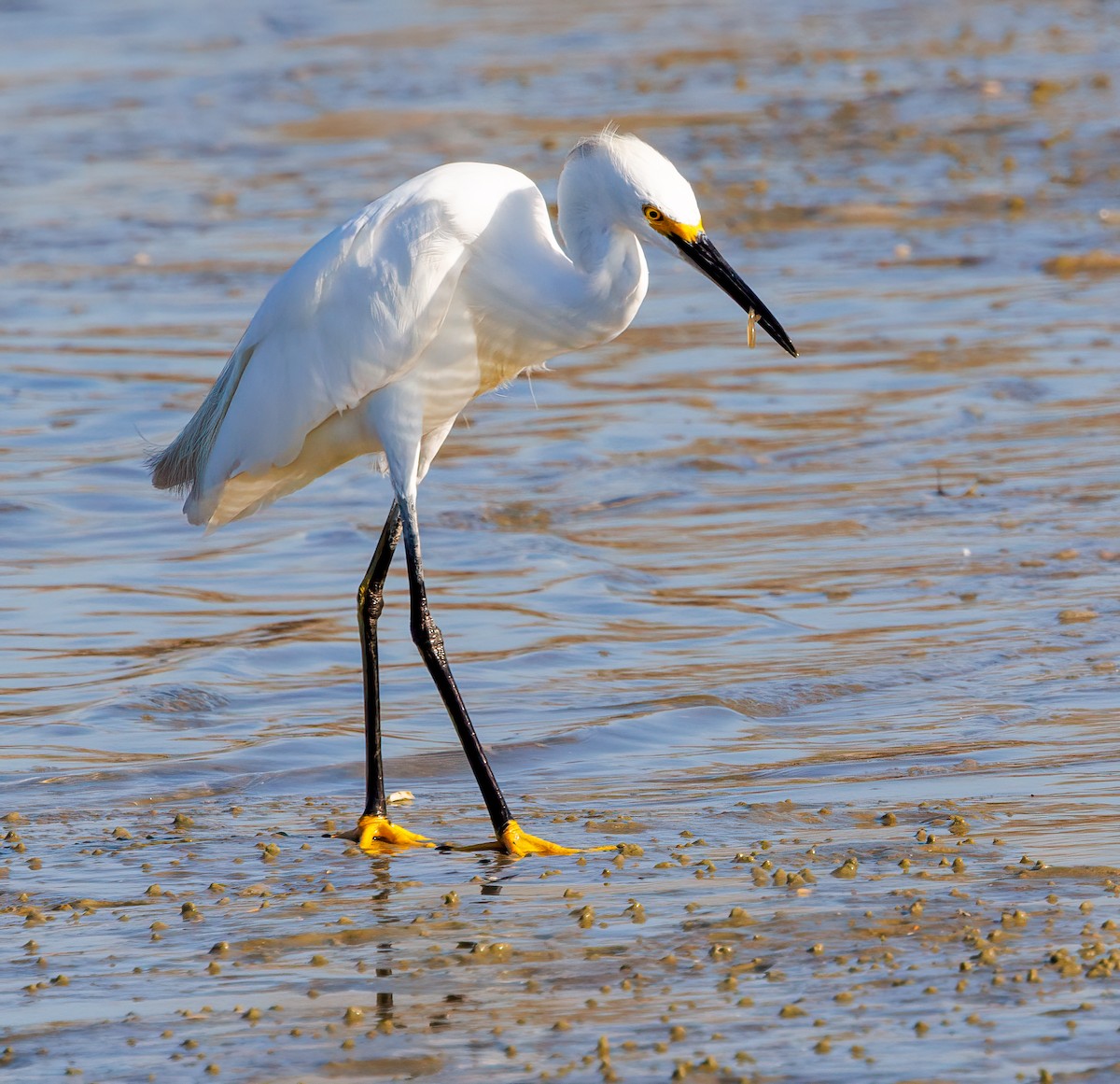 Snowy Egret - ML639873855