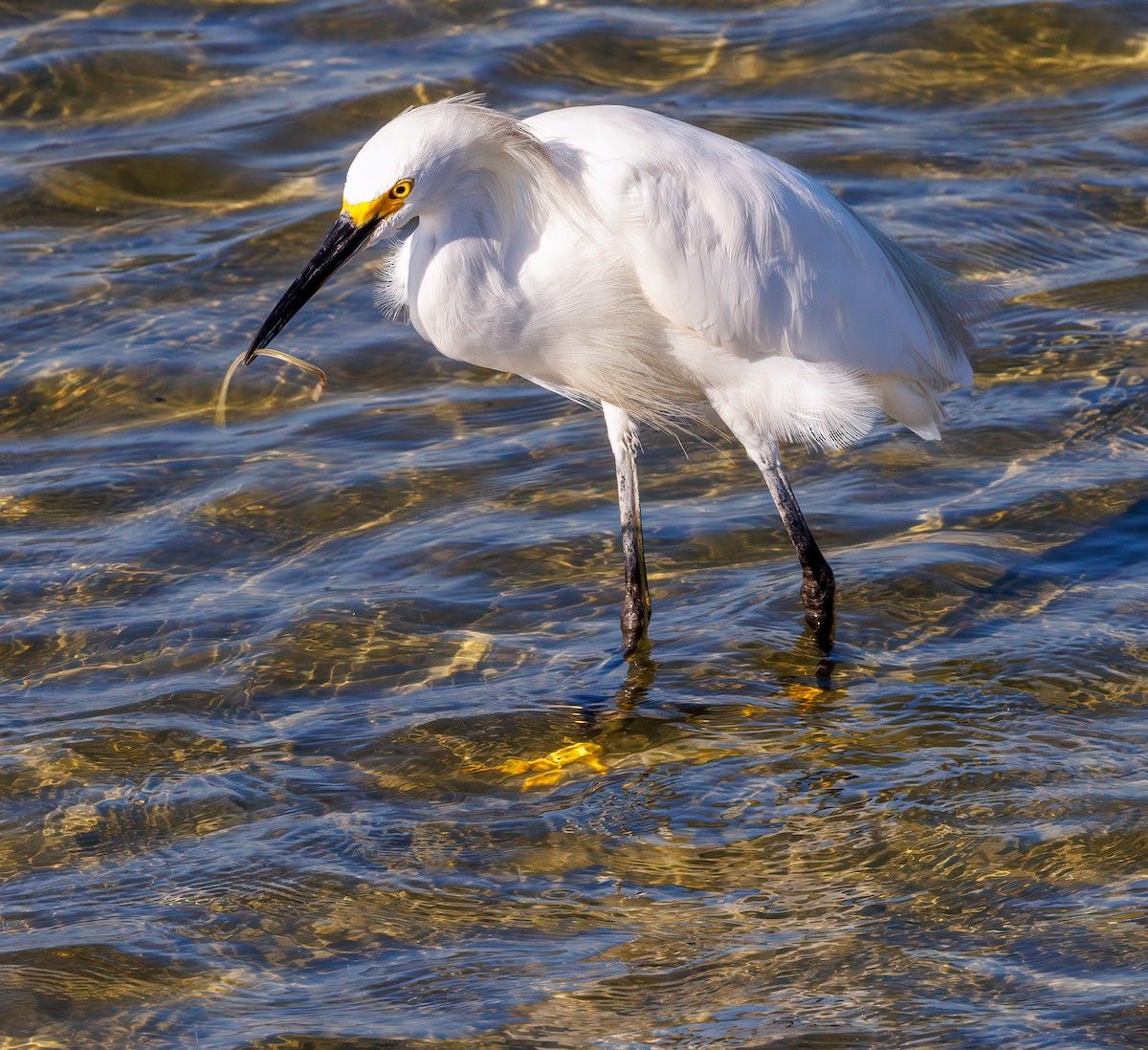 Snowy Egret - ML639873856