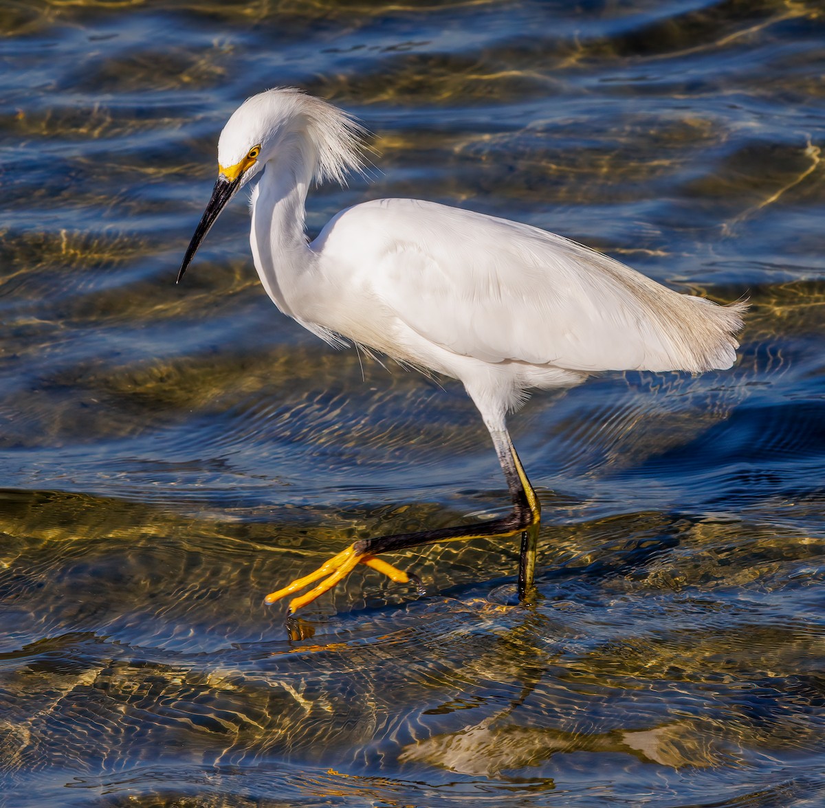 Snowy Egret - ML639873857