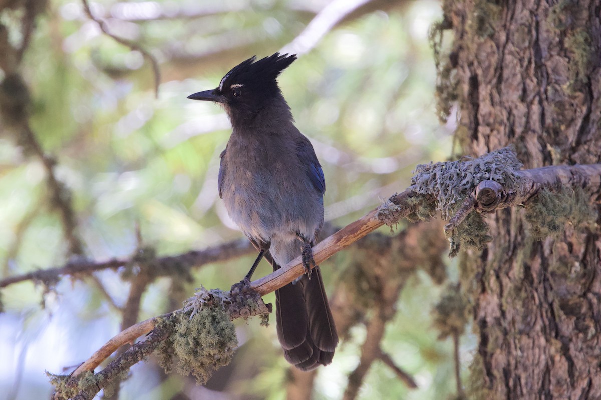 Steller's Jay (Southwest Interior) - ML639873886
