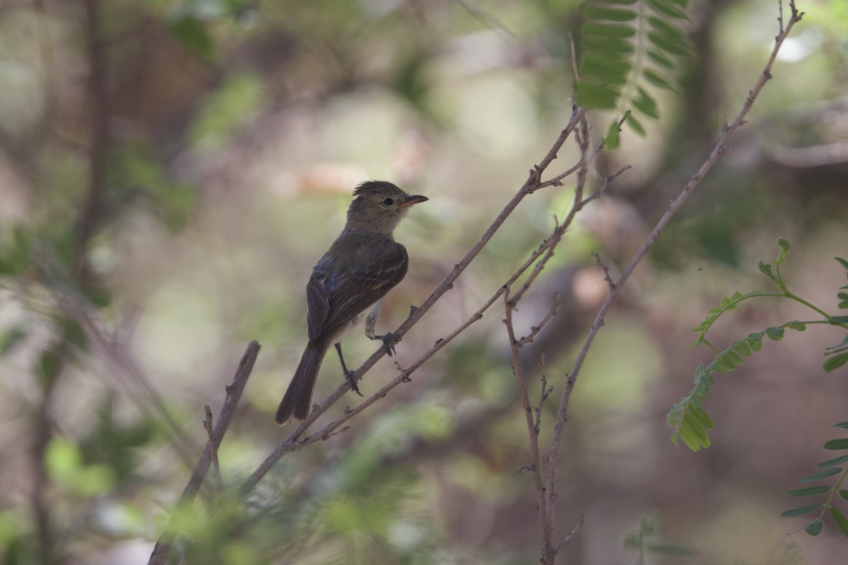 Northern Beardless-Tyrannulet - ML639873967