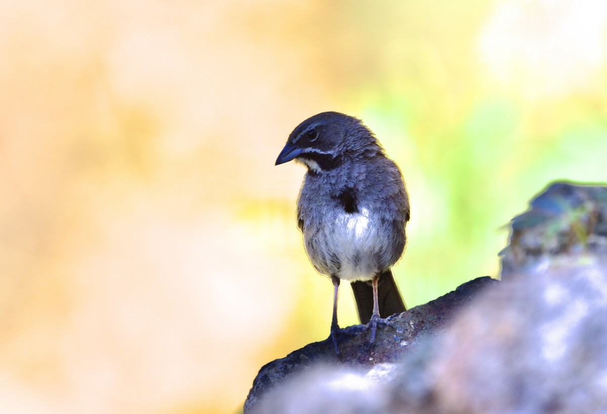 Five-striped Sparrow - ML639873988