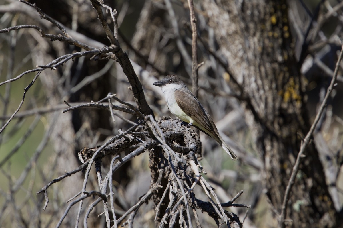 Thick-billed Kingbird - ML639874007