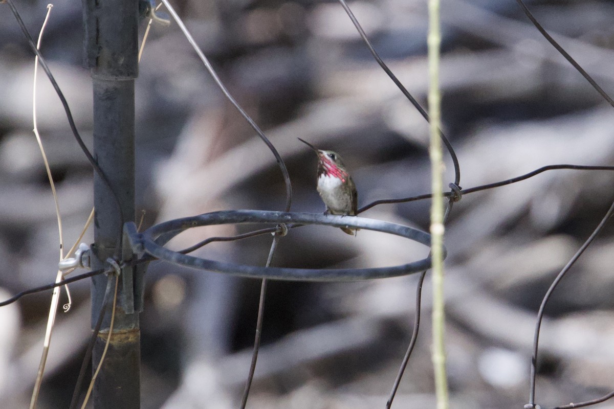 Calliope Hummingbird - ML639874036