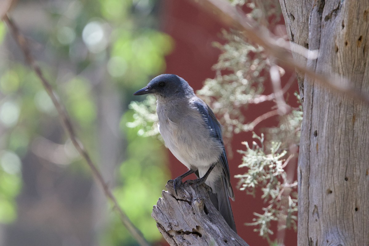 Mexican Jay (Arizona) - ML639874045