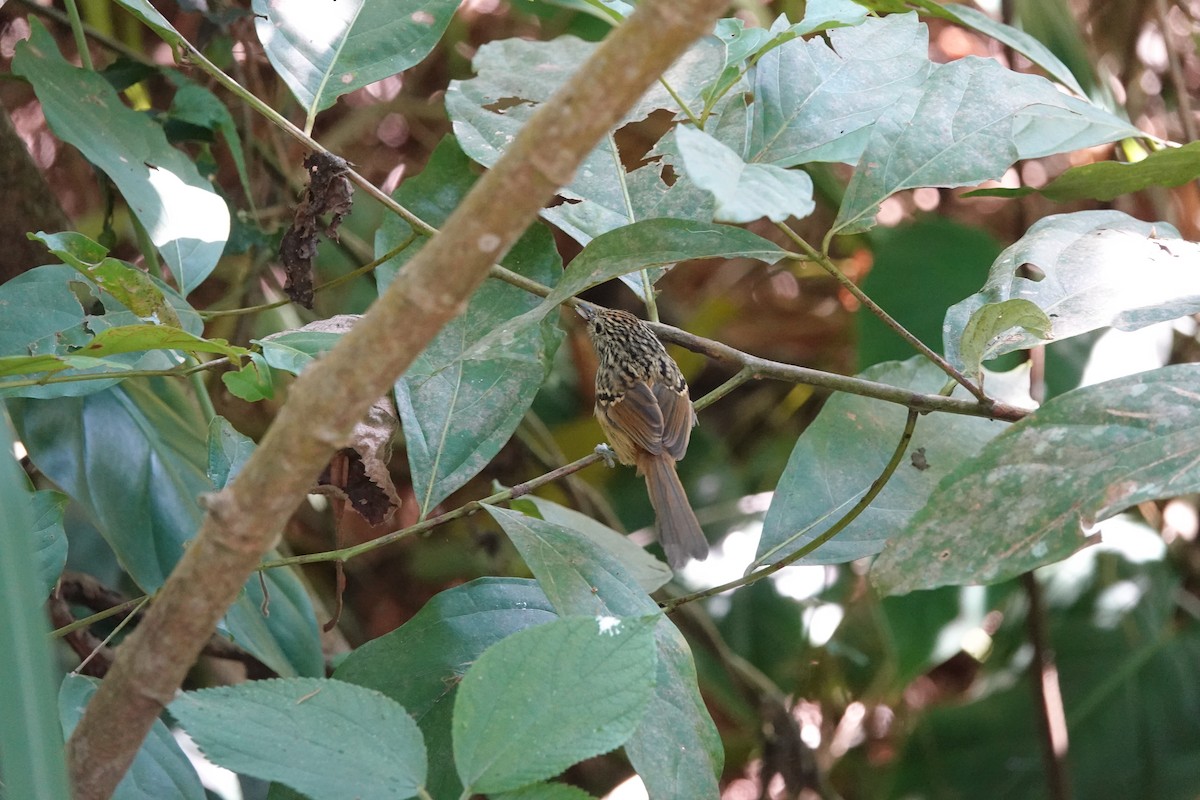 Santa Marta Antbird - ML639874063
