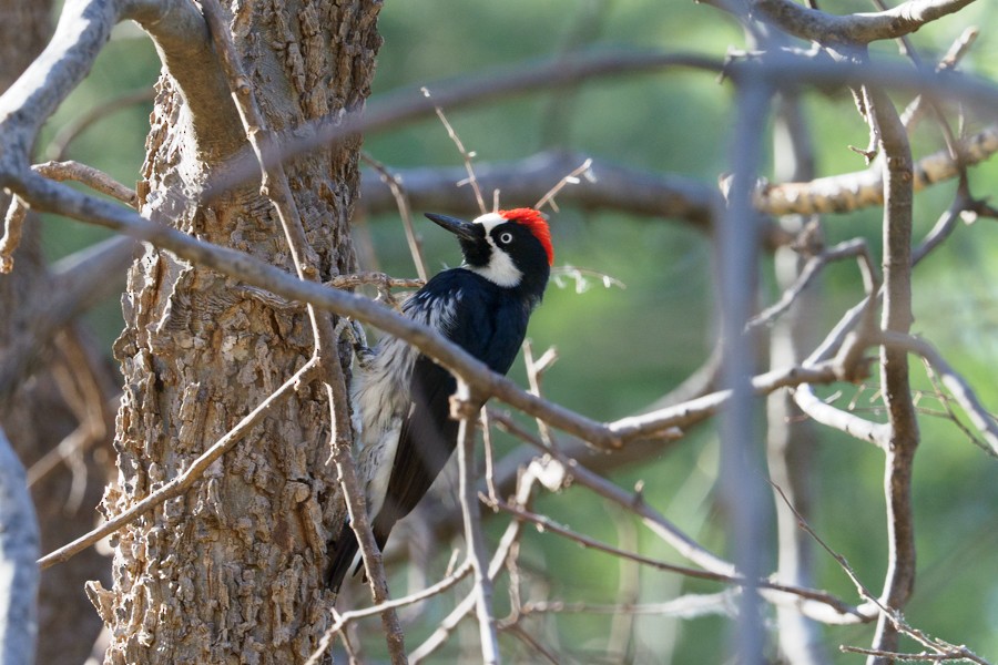 Acorn Woodpecker - ML639874066