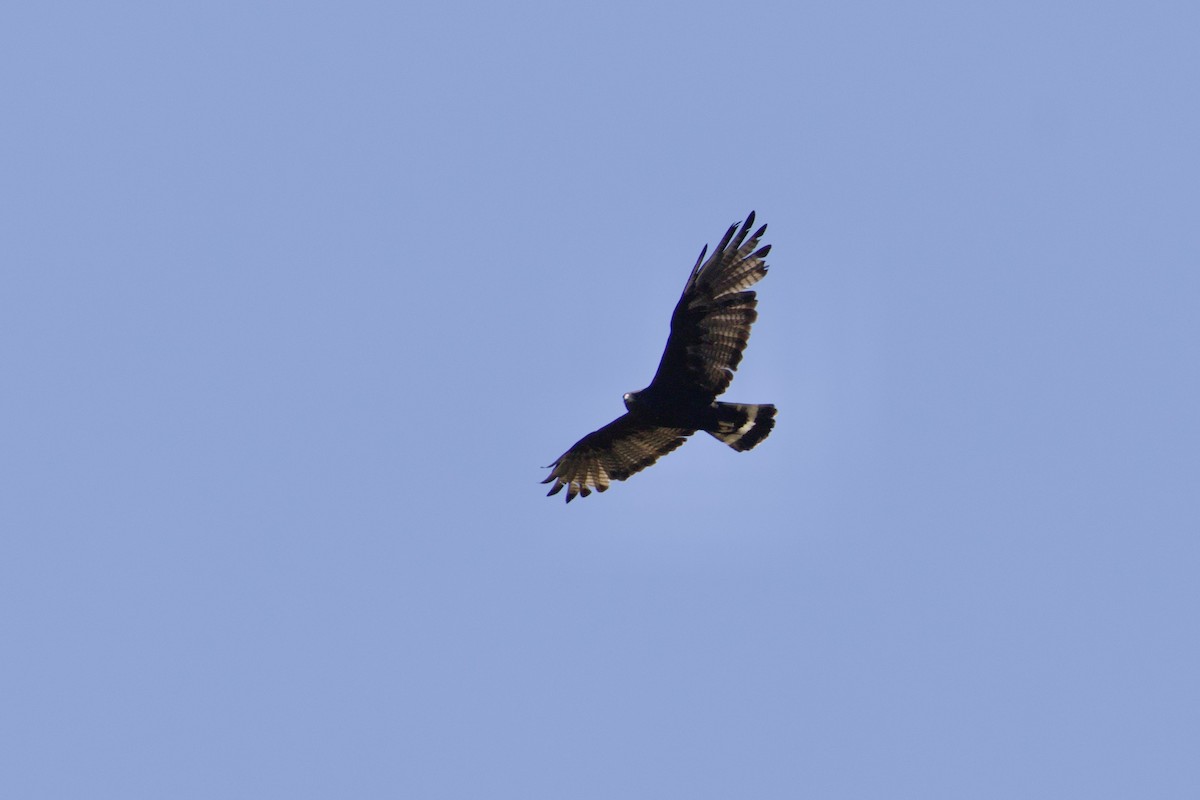 Zone-tailed Hawk - ML639874071