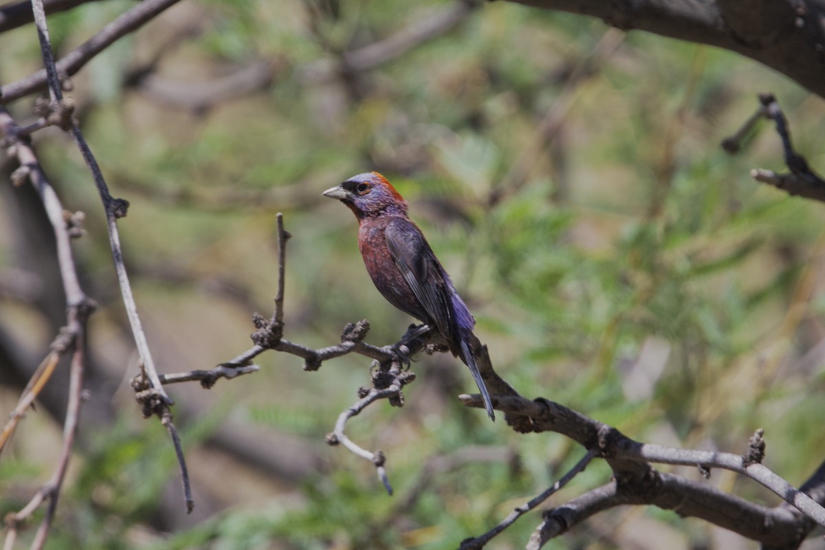 Varied Bunting - ML639874105