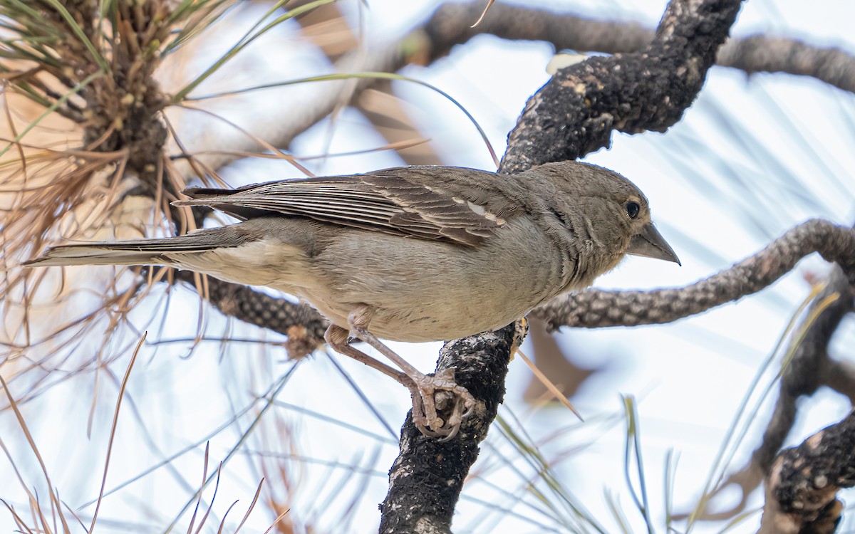 Tenerife Blue Chaffinch - ML639874123