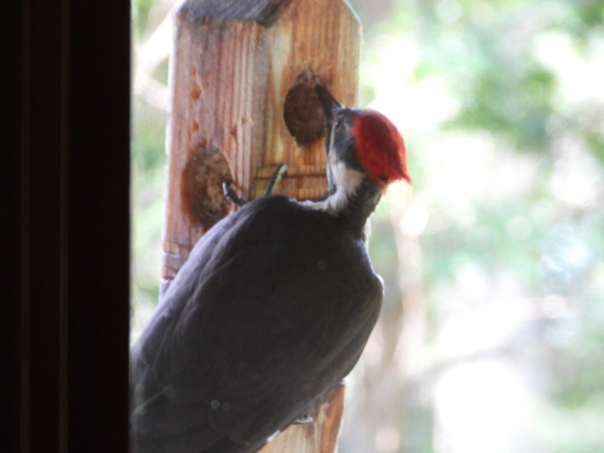 Pileated Woodpecker - ML639874206