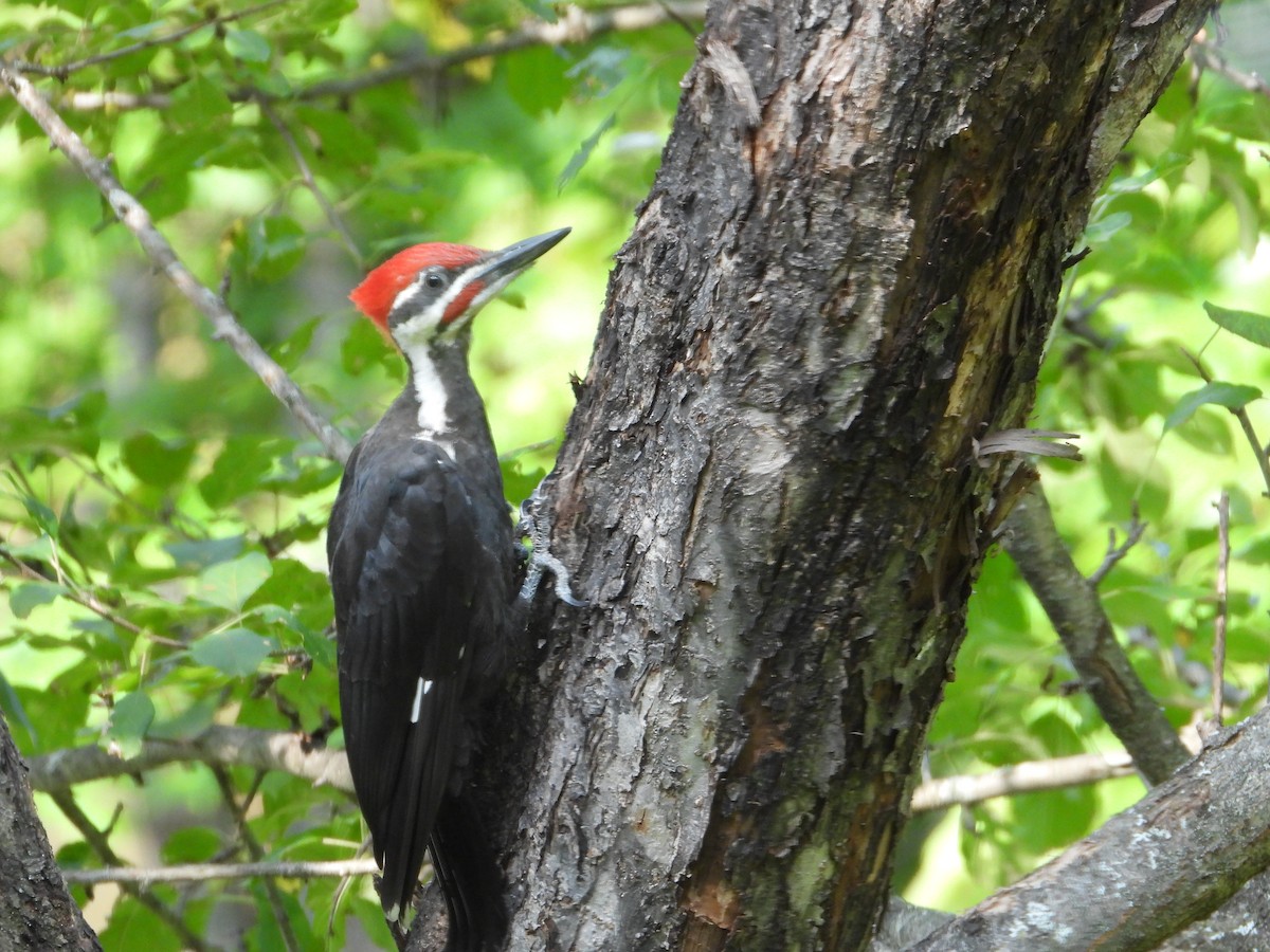 Pileated Woodpecker - ML639874207