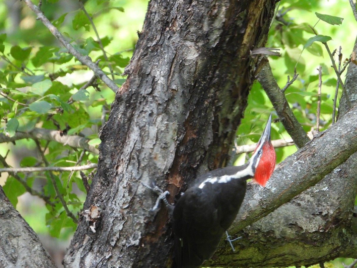Pileated Woodpecker - ML639874208