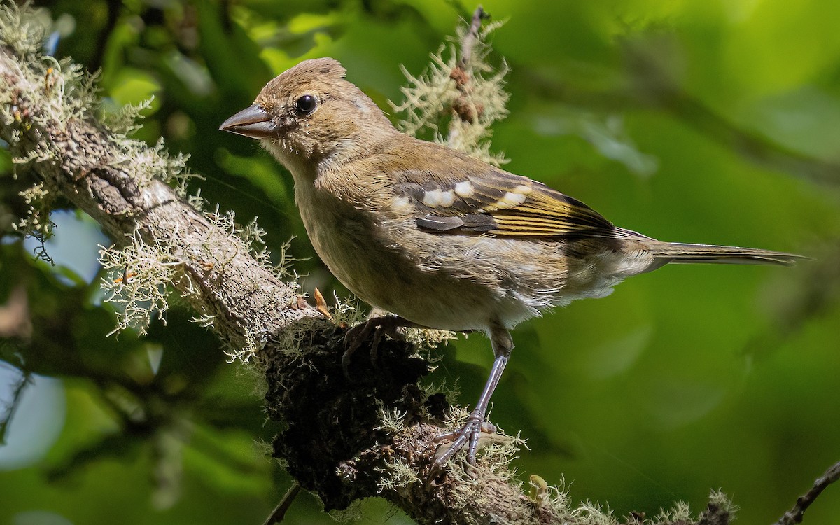 Canary Islands Chaffinch (Canary Is.) - ML639874238