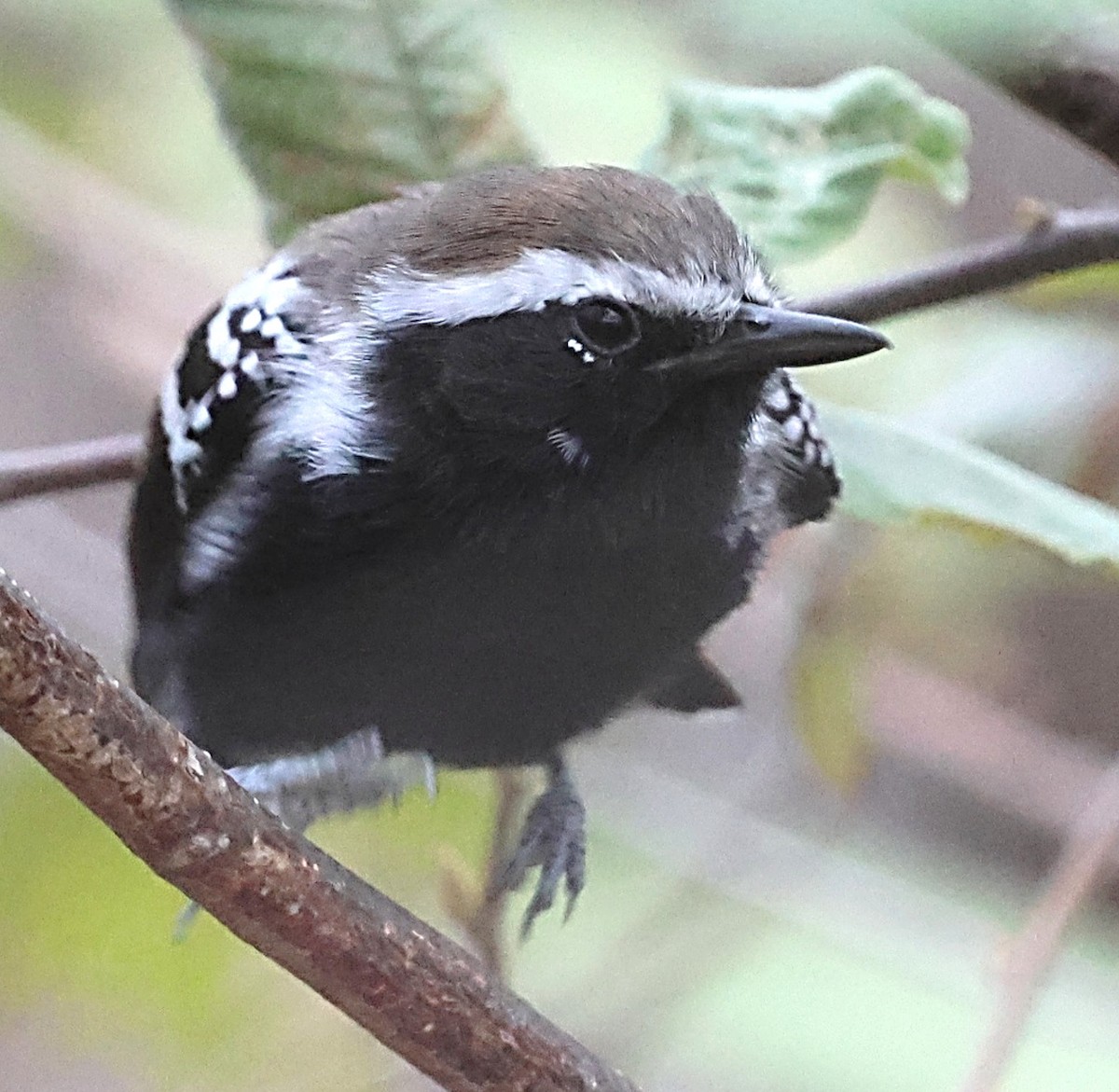 Black-bellied Antwren - ML639874265