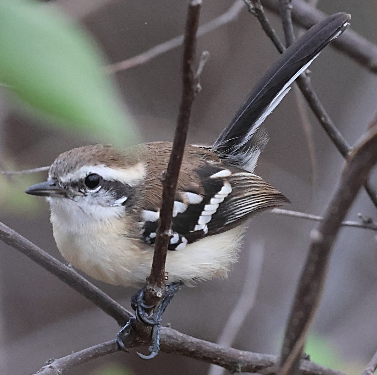 Black-bellied Antwren - ML639874273