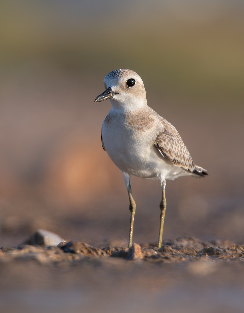 Greater Sand-Plover - ML639874282