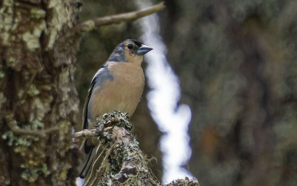 Canary Islands Chaffinch (Canary Is.) - ML639874326