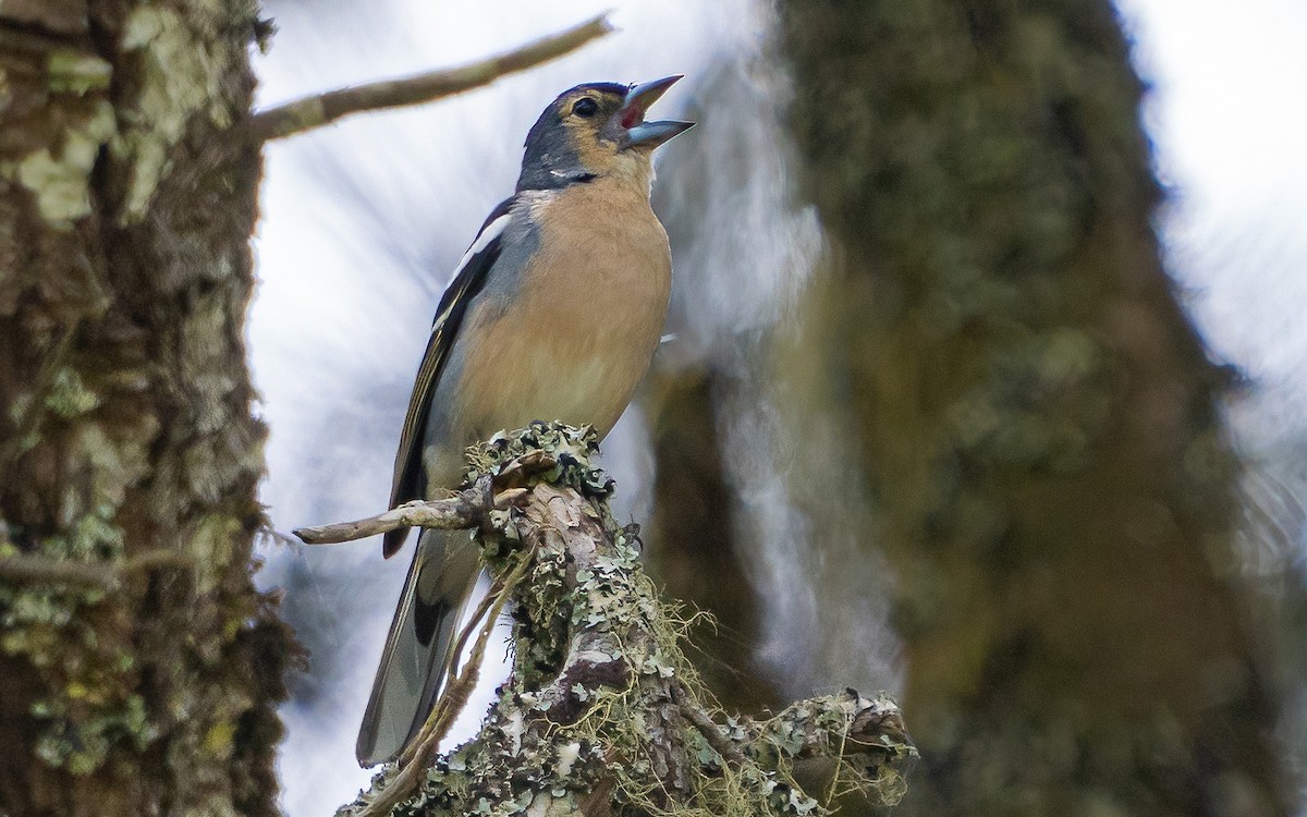 Canary Islands Chaffinch (Canary Is.) - ML639874329