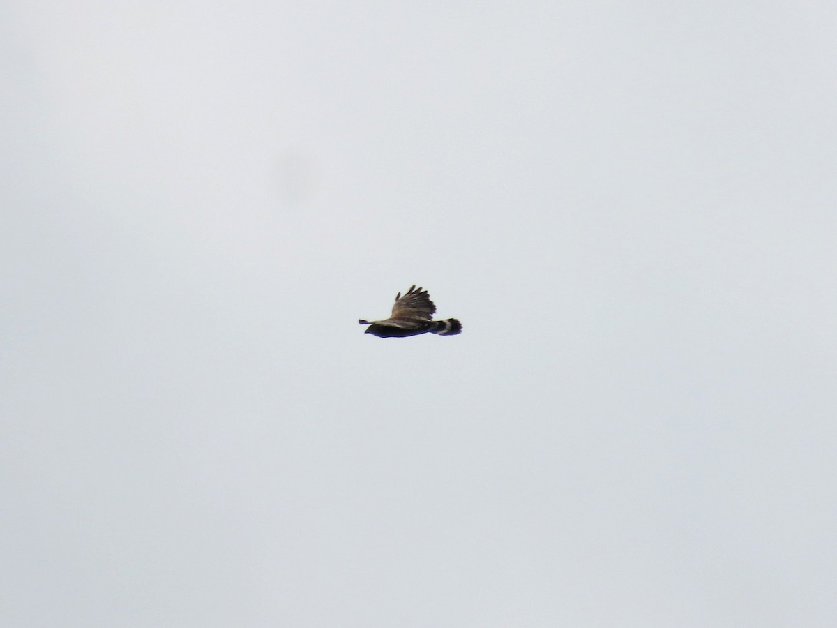 ハネビロノスリ - ML639874362