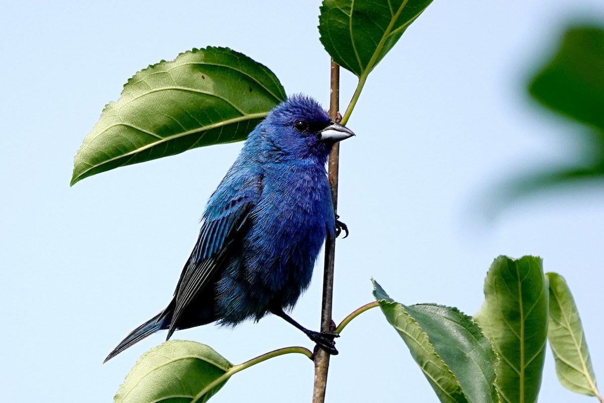 Indigo Bunting - ML639874543