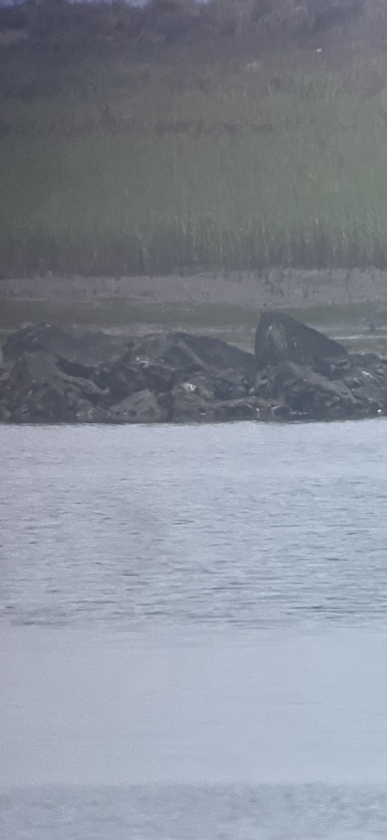 White-winged Tern - ML639874577