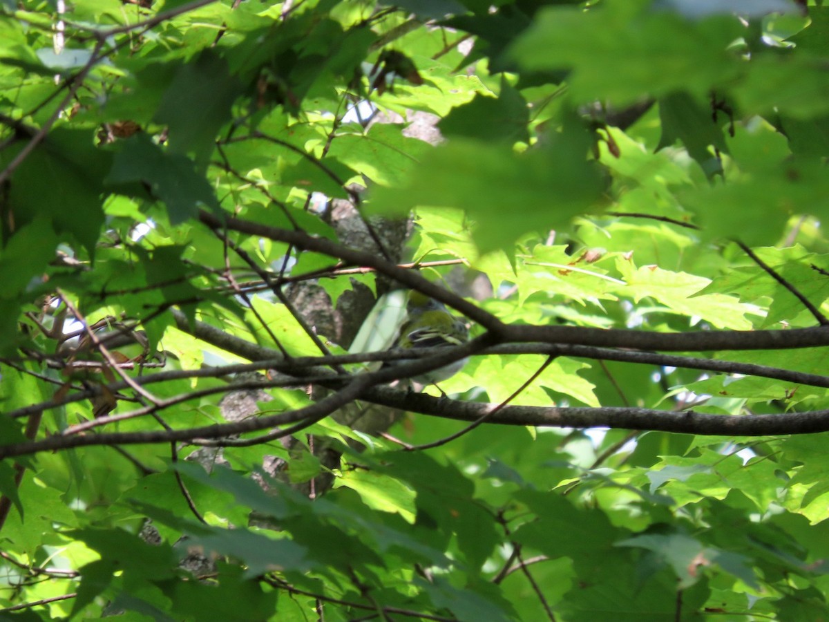 Vireo Solitario - ML639874596