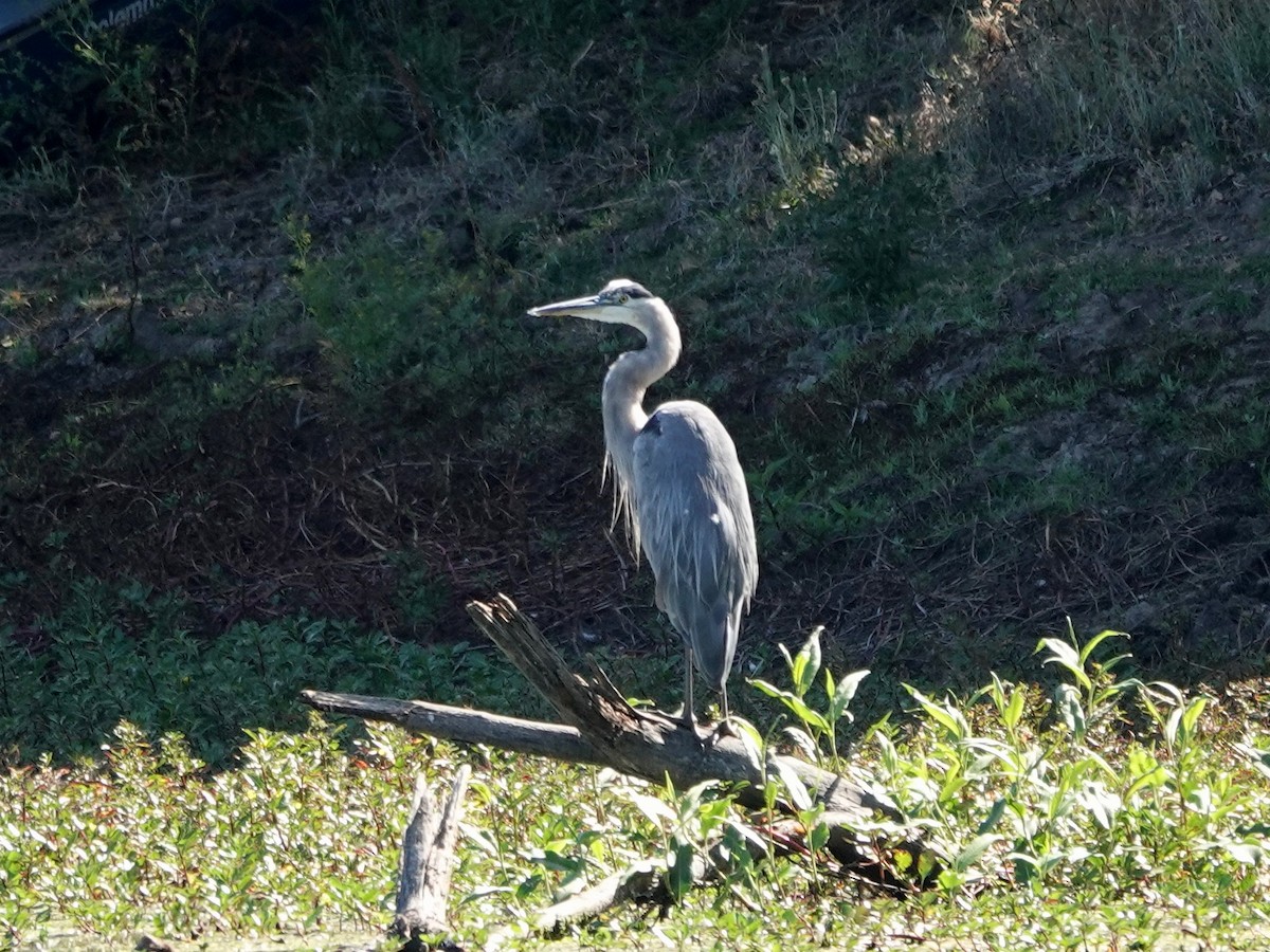 Garza Azulada - ML639874605