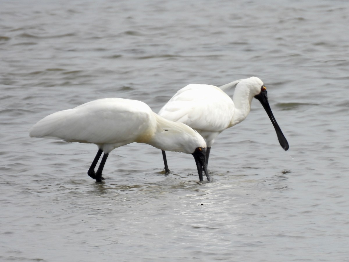 kongeskjestork - ML639874651