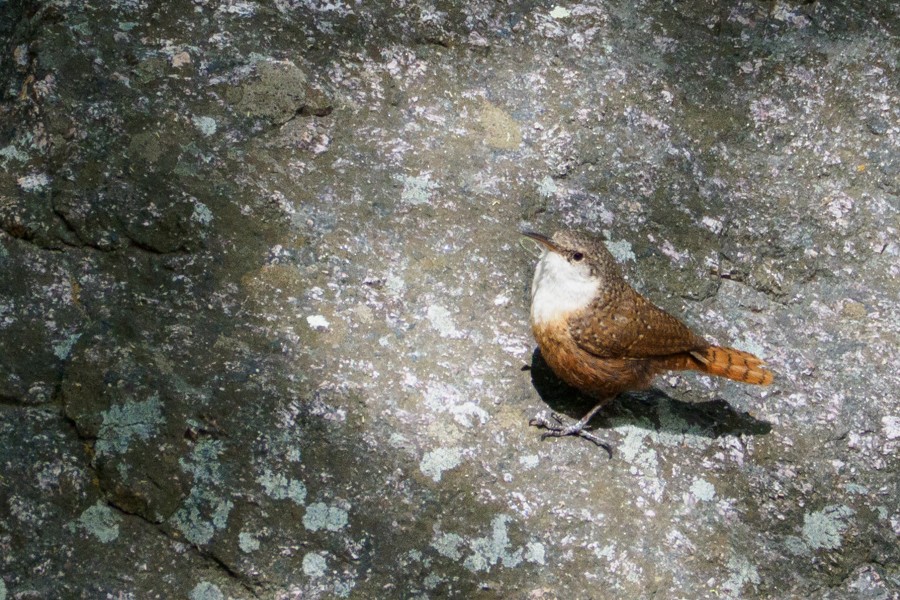 Canyon Wren - ML639874837
