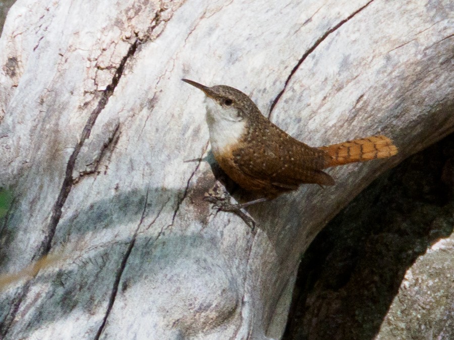 Canyon Wren - ML639874838