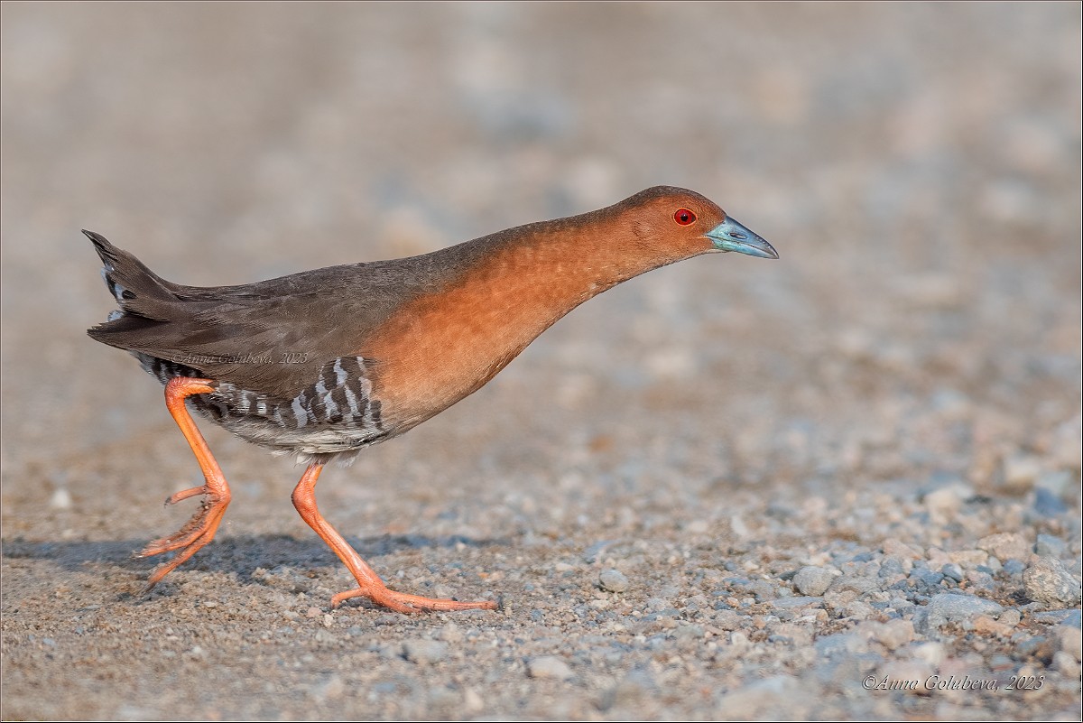 Band-bellied Crake - ML639874864