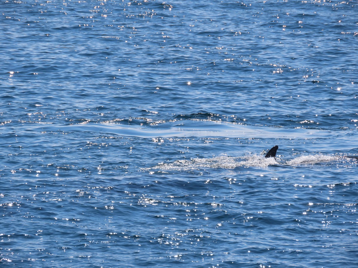 ナガスクジラ - ML639874916