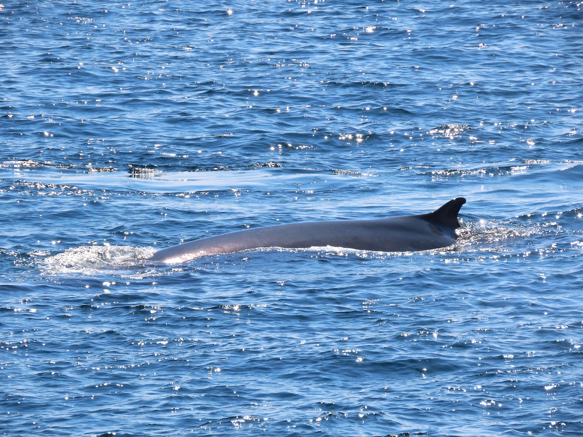 ナガスクジラ - ML639874927