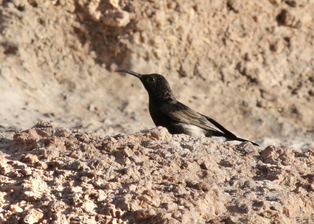 Rußnektarvogel - ML639874930