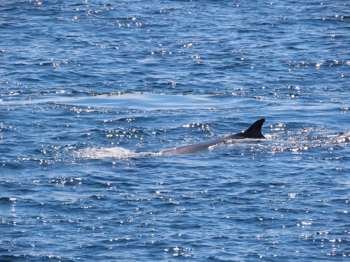 ナガスクジラ - ML639874931