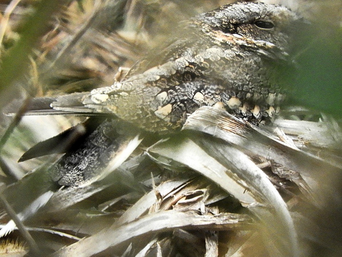 Band-winged Nightjar - ML639874981