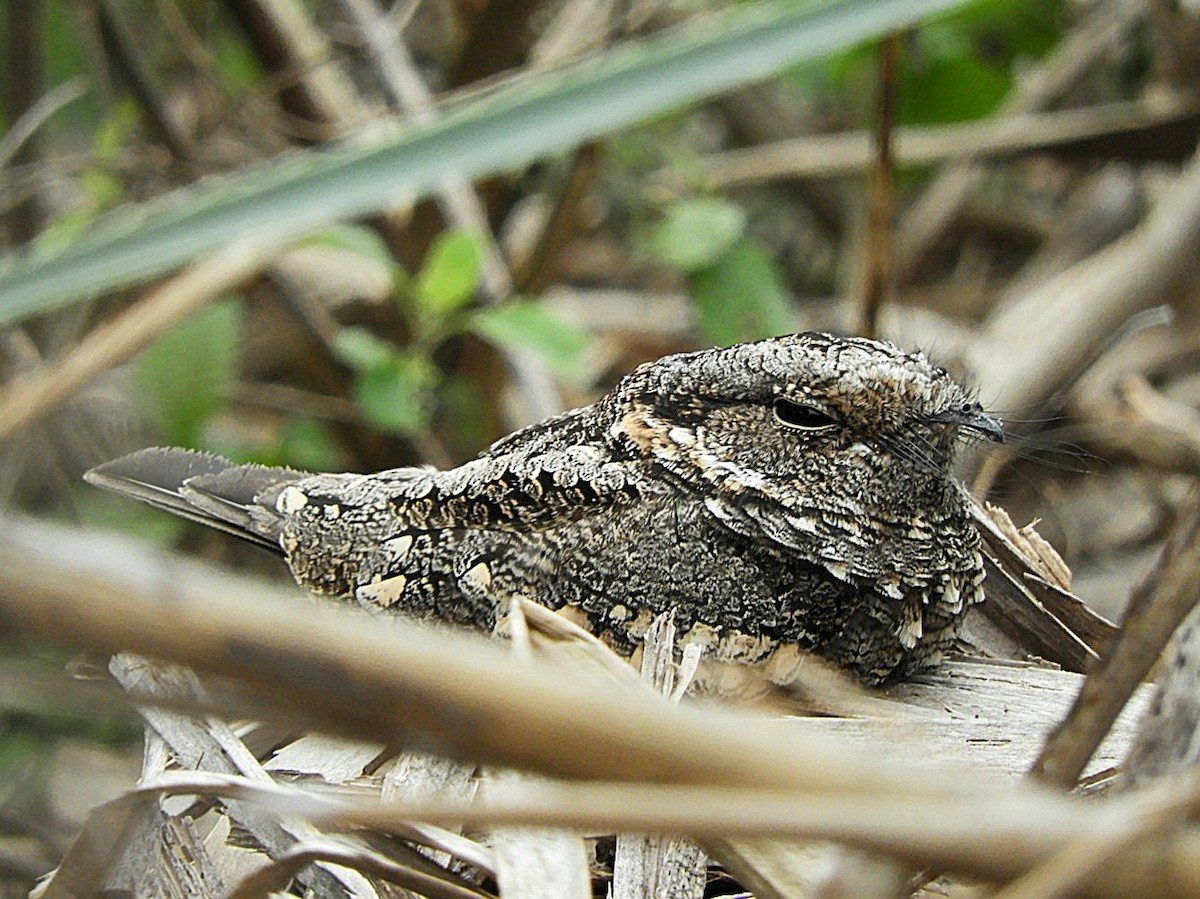 Band-winged Nightjar - ML639874982