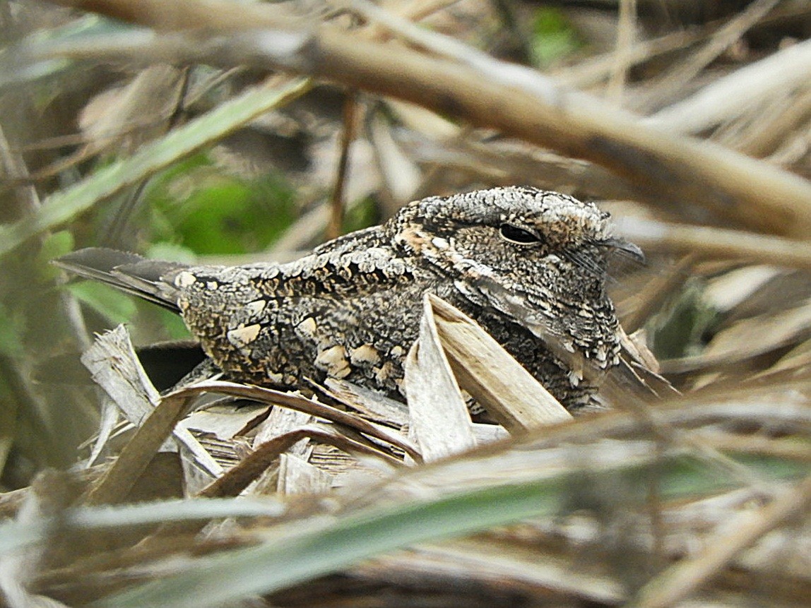 Band-winged Nightjar - ML639874983