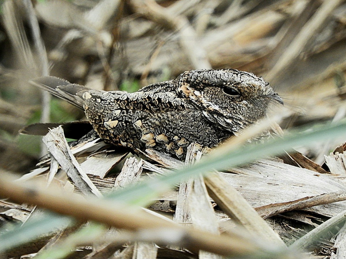 Band-winged Nightjar - ML639874984
