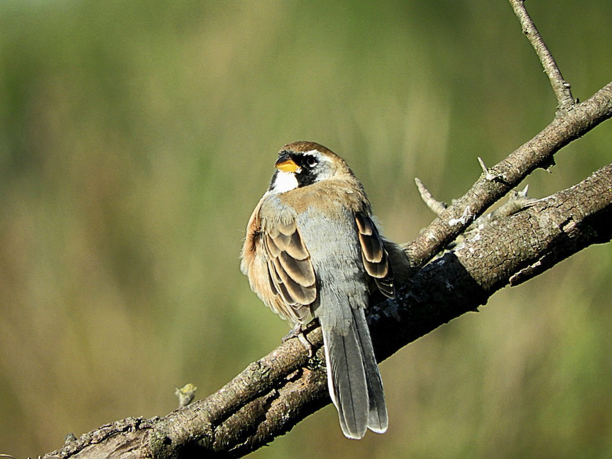 Many-colored Chaco Finch - ML639875016