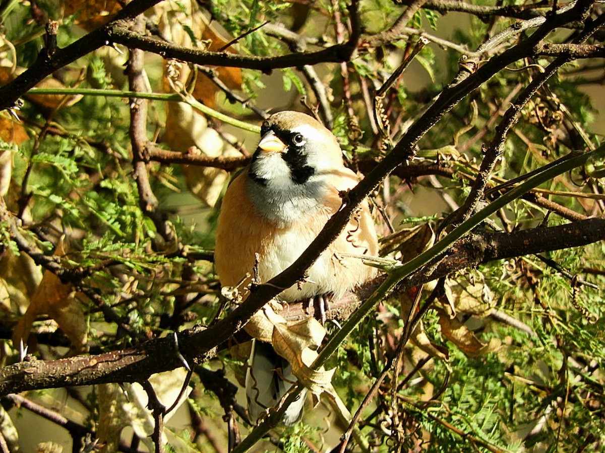 Many-colored Chaco Finch - ML639875017