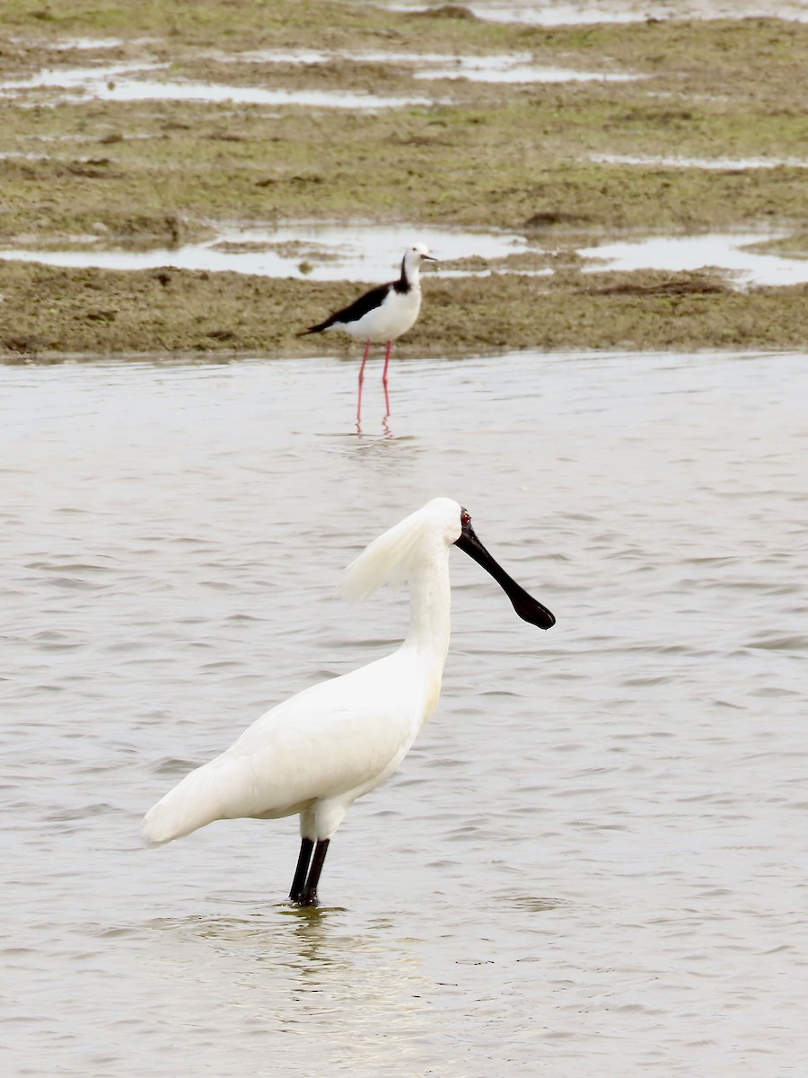 kongeskjestork - ML639875074