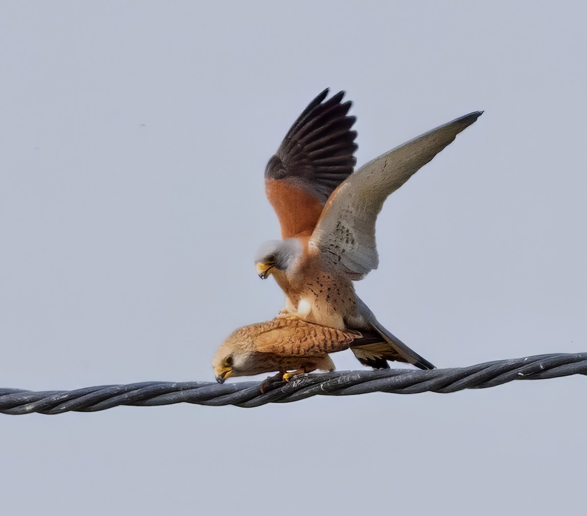 Lesser Kestrel - ML639875150