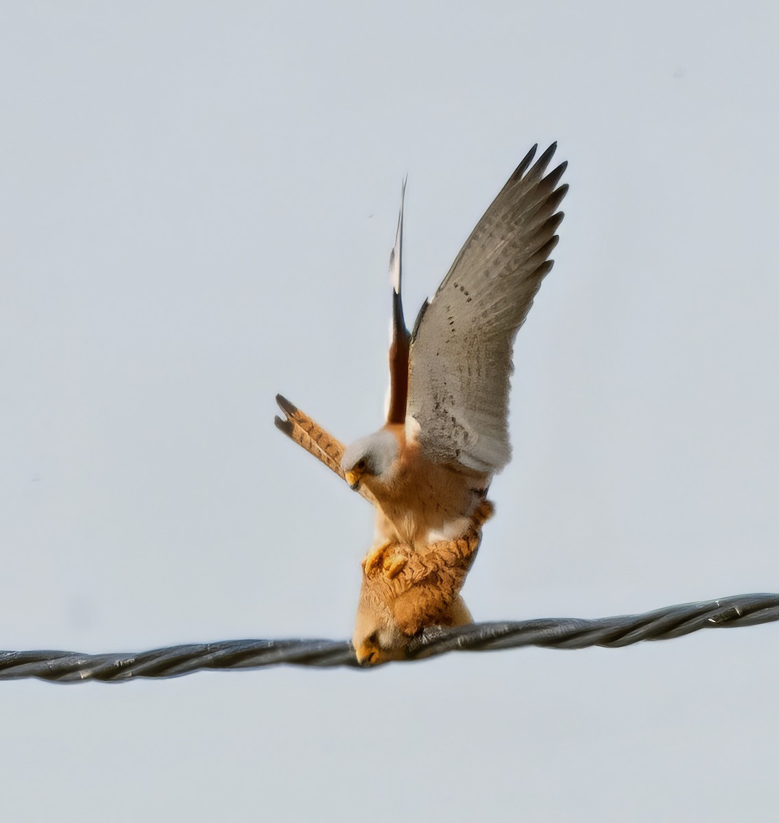 Lesser Kestrel - ML639875151