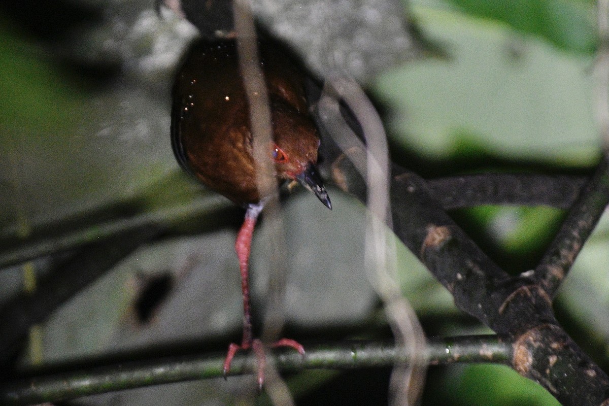 Red-legged Crake - ML639875177