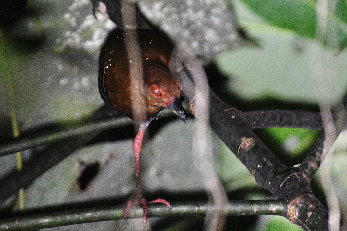 Red-legged Crake - ML639875178