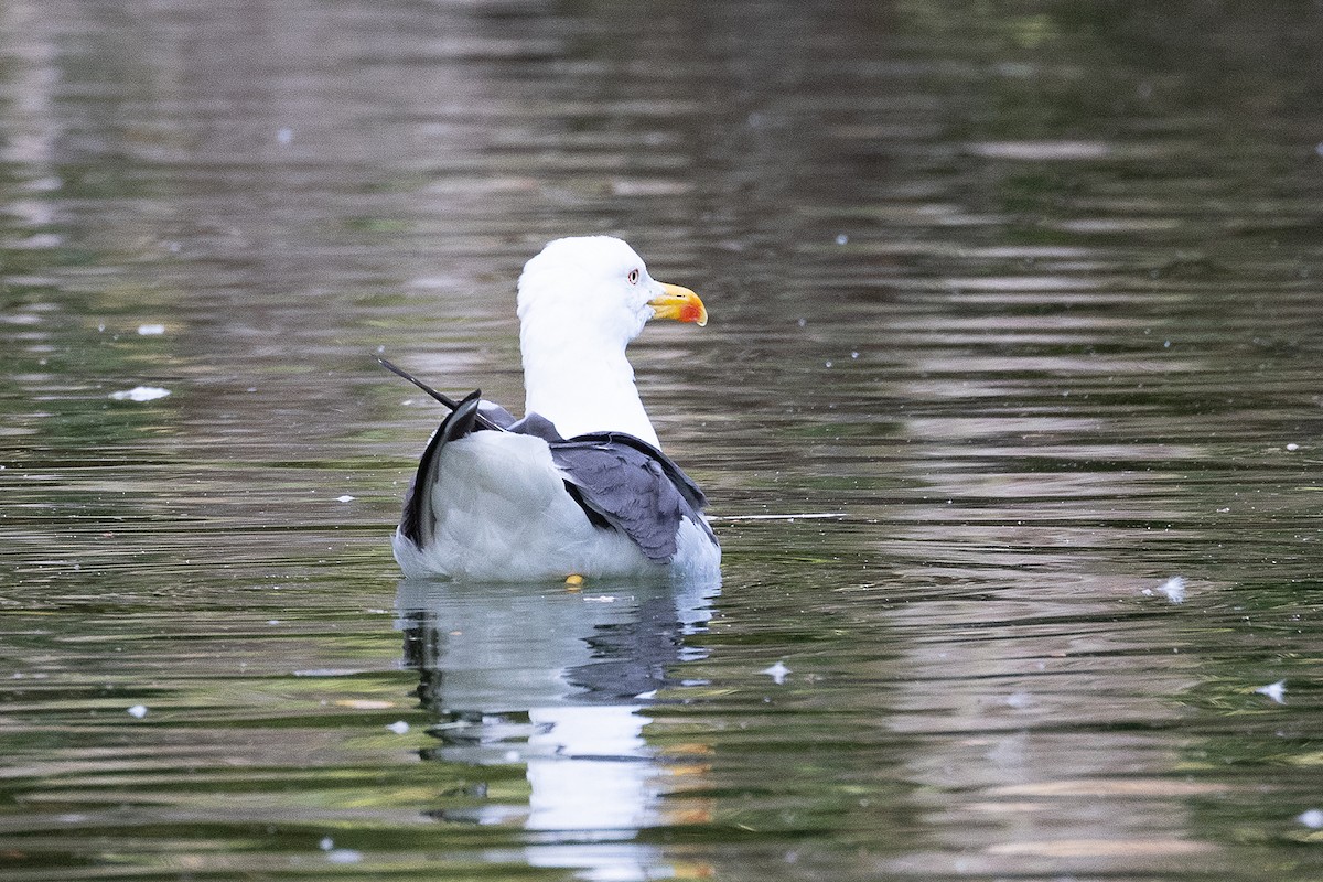Lesser Black-backed Gull - ML639875192