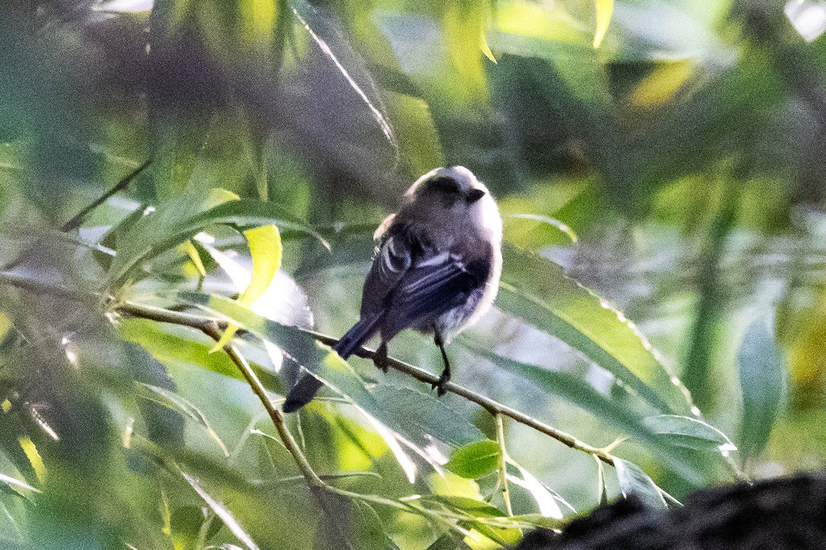 Long-tailed Tit - ML639875269